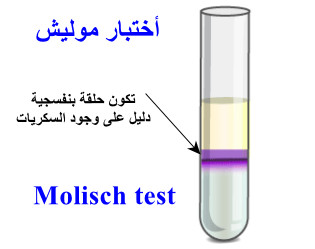 اختبار موليش