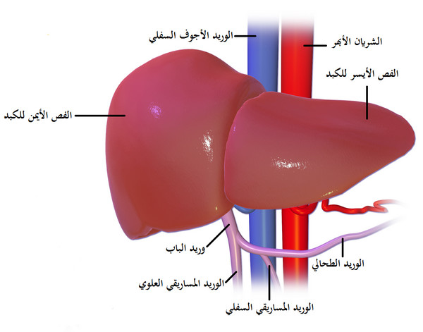 الكبد