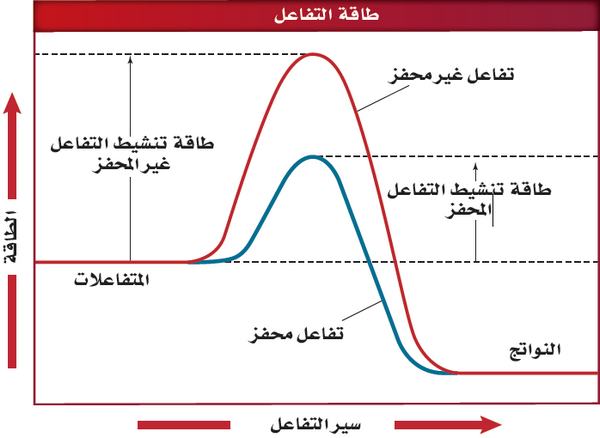 لايؤثر العامل المحفز في حالة الاتزان