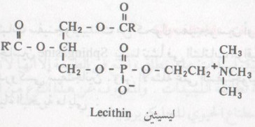 ما هي الليبيدات البسيطة ؟   ما هي الليبيدات المركبة؟