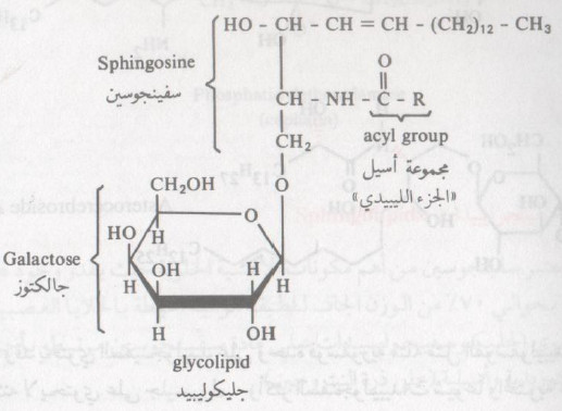 ما هي الليبيدات ؟ وما هى أنواعها ؟