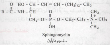 ما هي الليبيدات البسيطة ؟   ما هي الليبيدات المركبة؟