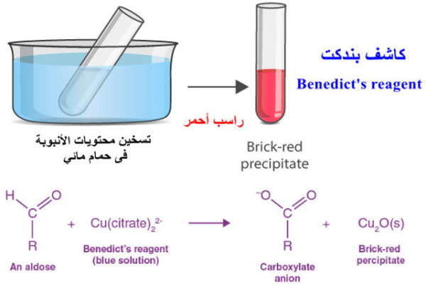 کاشف بندكت Benedict Test